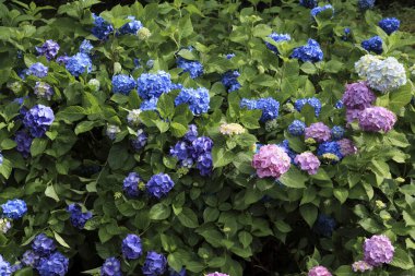 Bahçedeki mavi çiçek çalısı