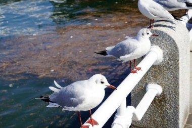 Martılar denizin korkuluklarında oturuyor.. 