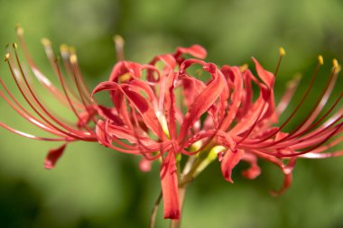 Bulanık yeşil arkaplanda egzotik kırmızı çiçek