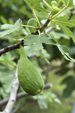 Bahçesinde yeşil yaprakları olan yeşil bir ağaç