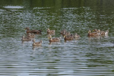 Güzel gölette yüzen sevimli ördekler           