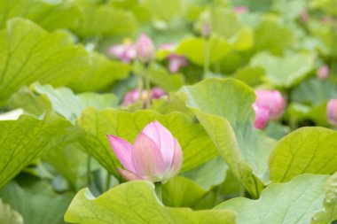 Gölette nilüfer çiçekleri