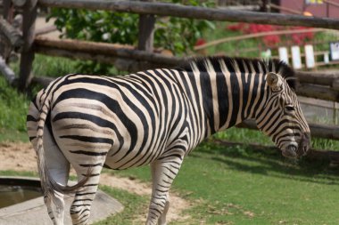 Zebra hayvanat bahçesinde. Yaklaş. 