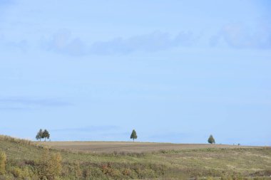 Yeşil bir tarlanın ve mavi gökyüzünün güzel bir görüntüsü