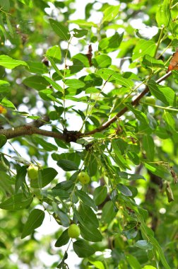 Yeşil yaprakları ve ağaçları kapatın.