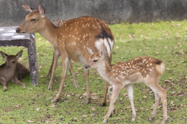 Japonya 'daki Nara parkında yeşil çimlerin üzerinde toplanan bir grup geyik.