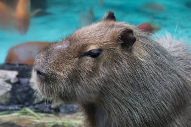 Hayvanat bahçesindeki sevimli kahverengi Capybara 'nın portresi