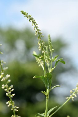 Bahçedeki güzel çiçekler
