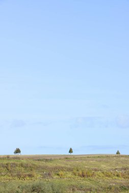 ağaçlar kırsal alanla