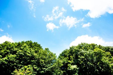 yeşil ağaçlar ve mavi gökyüzü