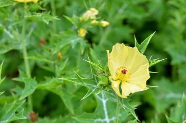 Bahçede yetişen güzel çiçekler, doğa konsepti