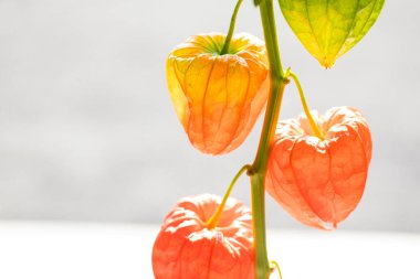 Kapalı - portakal kurutulmuş çiçek çan çiçekleri