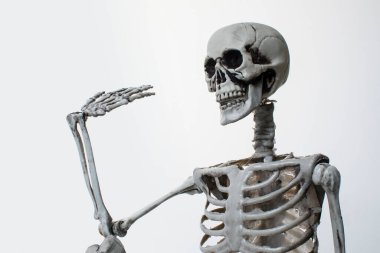 İnsan iskeleti modeli arkaplanı