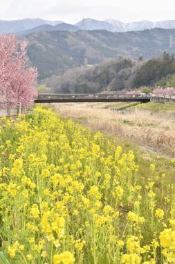 Sarı çiçeklerle dolu bir tarla ve bir tren geçiyor.