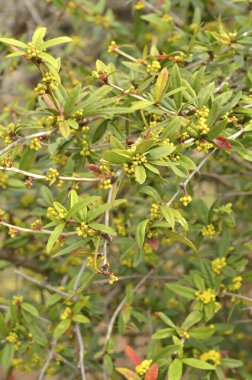 Bahçedeki ağacın çiçeği.