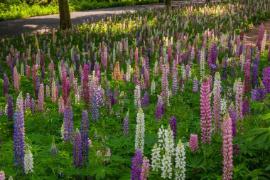 Vahşi lupinler bir çayırda çiçek açar.