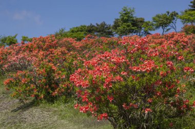 Bahçede Rhododendron çiçekleri