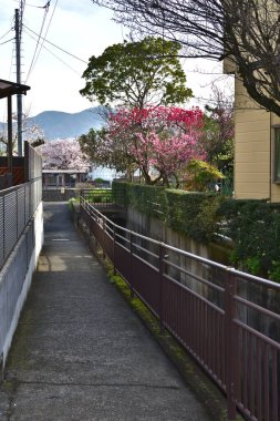 Metal korkulukların ve çiçek açan ağaçların yanında dar beton yol