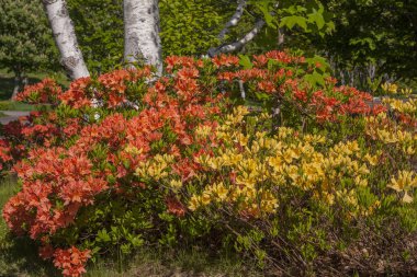 Bahçedeki güzel çiçekler