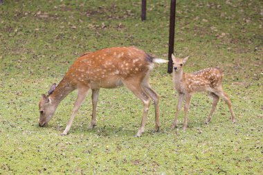 Japonya 'daki Nara parkında yeşil çimlerin üzerinde toplanan bir grup geyik.