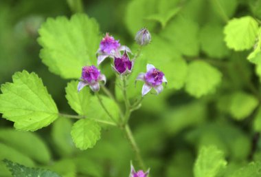 Bahçedeki çiçekler