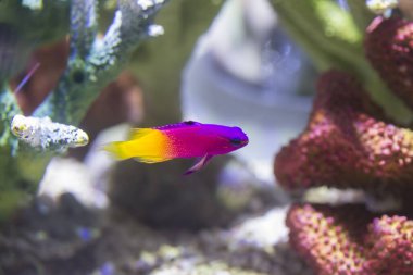 Akvaryumdaki renkli tropikal balıklar