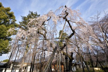 Kiraz çiçeği, sakura güzel arka plan manzarası 