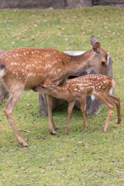 Japonya 'daki Nara parkında yeşil çimlerin üzerinde toplanan bir grup geyik.