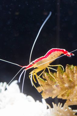 Akvaryumdaki karidesin yakın plan görüntüsü