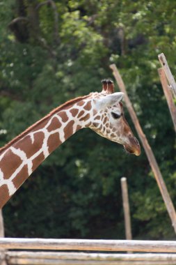 Hayvanat bahçesindeki zürafayı yakından izle.