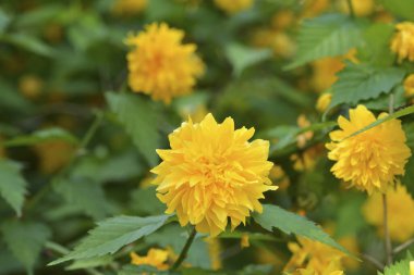 Bahçedeki güzel sarı çiçekler