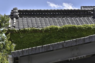 Yeşil sarmaşık büyüyen geleneksel Japon çatısı