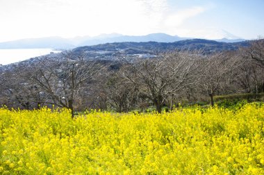 Baharda vişneli fuji