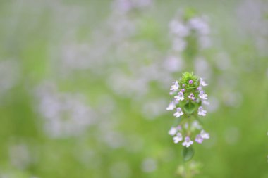 Bahçedeki güzel çiçekler