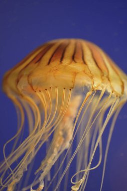 Bir denizanasına yaklaş.