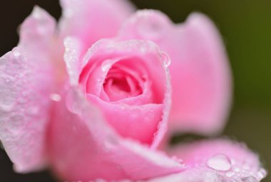 Pembe Gül yağmur damlaları ile yakın çekim