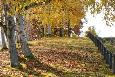 beautiful autumn landscape with trees and foliage