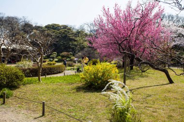 Japonya parkında kiraz çiçekleri