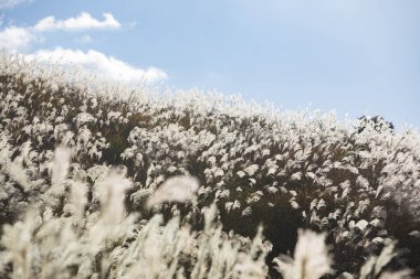 Kahverengi pampa otlarının görünümü, doğal doku ve arkaplan