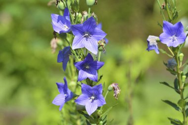 Bahçedeki güzel çiçekler