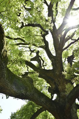 Ormandaki ağaç, bitki örtüsü ve çevrede