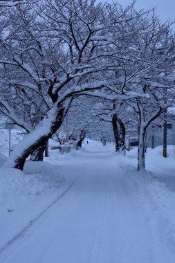 Parkta karla kaplı ağaçlar