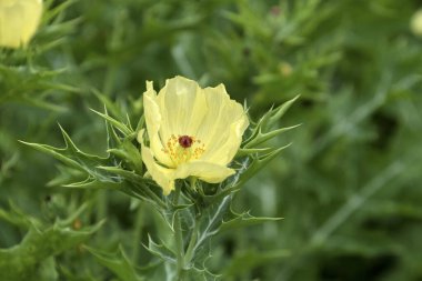 Yazın yatakta sarı çiçekler..