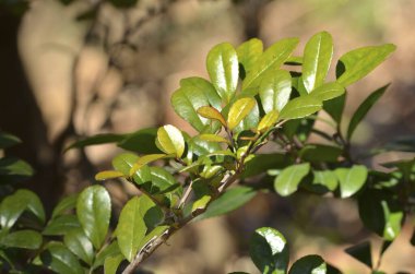 Bahçedeki taze yeşil yapraklara yakın çekim