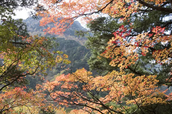美丽的秋叶背景 — 图库照片