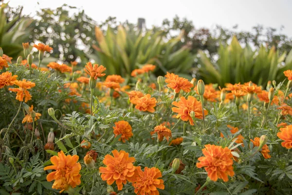 orange marigold flowers in garden.