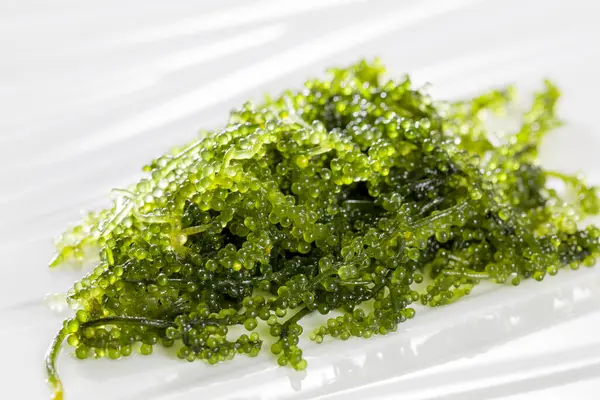 Caulerpa Lentillifera Uva Marina Una Especie Alga Verde Ulvófito Las —  Fotos de Stock