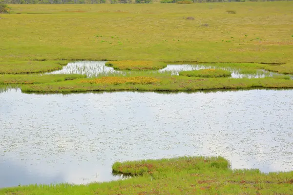 緑の草が付いている沼の美しい風景 — ストック写真