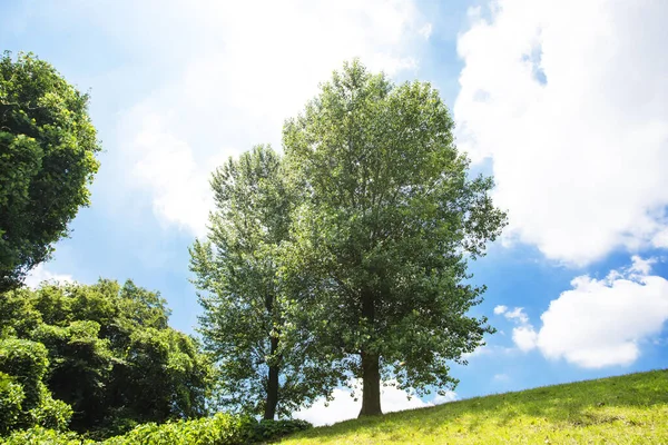 Деревья Зеленом Поле Летний Пейзаж — стоковое фото