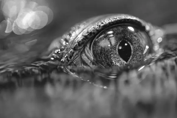 close up of a crocodile eye, black and white